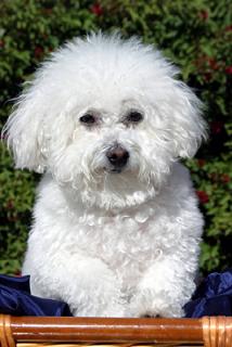 Bichon Frise Picture