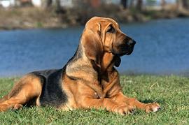 Bloodhound Picture