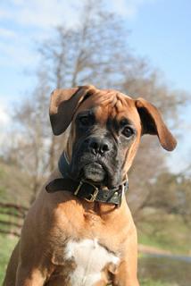 Boxer Do Picture