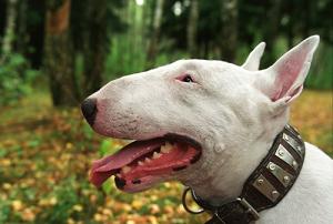 Bull Terrier Picture