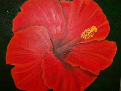 Hybiscus Flower Hybiscus Flower