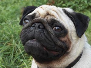 Pug Picture