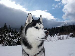 Siberian Husky Picture