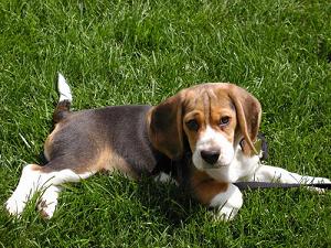 Beagle Picture